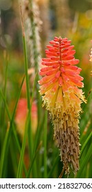 Close-up Of Kniphofia Uvaria, Belgium