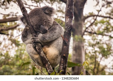 Closeup Of Koala Bear Sleeping On Tree In Rain