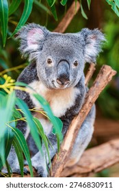 Closeup of a koala in an eucalyptus tree; native Australian wildlife, marsupial animal in the wild