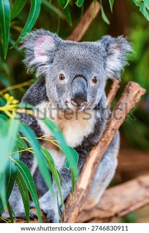Closeup of a koala in an eucalyptus tree; native Australian wildlife, marsupial animal in the wild