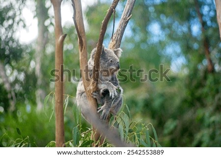 A closeup of a Koala perched on a tree branch