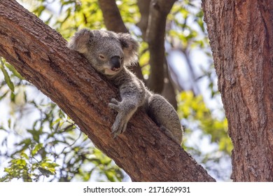 Close-up of a Koala (Phascolarctos cinereus) fast asleep while holding on to a tree branch, with green foliage in the background. Koalas are native Australian marsupials.