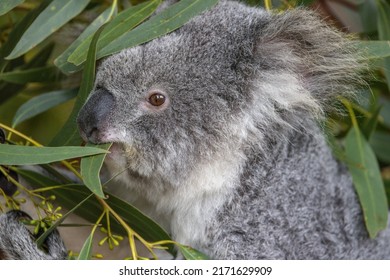 Close-up of a Koala (Phascolarctos cinereus) feeding on eucalyptus leaves, seen in profile. Koalas are native Australian marsupials.