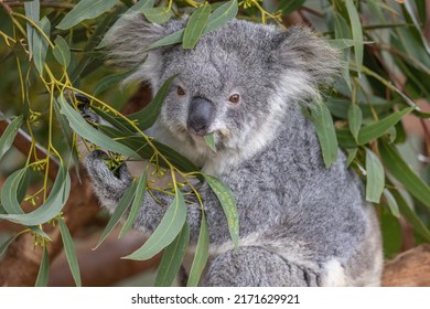 Close-up of a Koala (Phascolarctos cinereus) feeding on eucalyptus leaves and looking towards the camera. Koalas are native Australian marsupials.