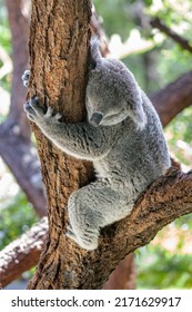 Close-up of a Koala (Phascolarctos cinereus) sleeping while resting on a tree fork and hugging a branch, with green foliage in the background. Koalas are native Australian marsupials.
