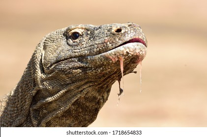 A Close-up Of A Komodo Dragon With Saliva Dripping From Its Mouth.