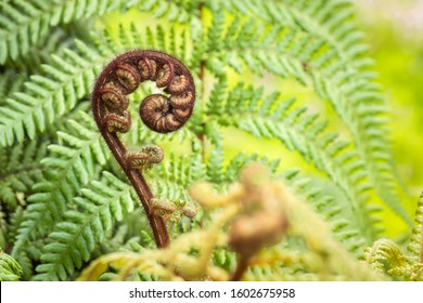 closeup of koru frond - New Zealand silver fern with blurred background and copy space