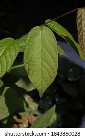 Closeup Kratom Plant Mitragyna Speciosa Leaves Stock Photo 1843860028 ...