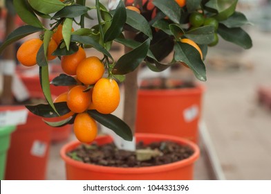 Closeup Of Kumquat Tree In Orange Pot In A Green House