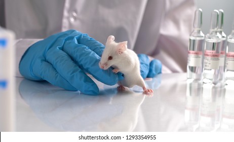 Close-up Of Laboratory Black Mouse On The Glass Tubes For Animal Test.