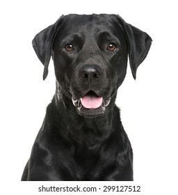 Close-up of a Labrador in front of a white background