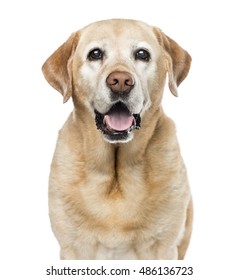 Close-up of Labrador Retriever, 11 years old, looking at camera, isolated on white