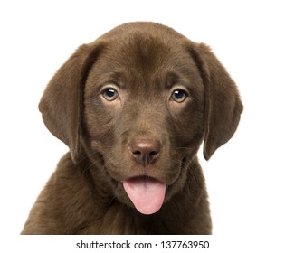 Close-up of a Labrador Retriever Puppy, 2 months old, isolated on white