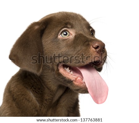Close-up of a Labrador Retriever Puppy, 2 months old, isolated on white
