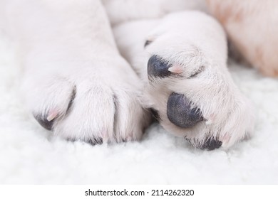 Closeup Of Labrador Retriever Puppy Dog Paw Nail Claws. Pet Animal Spa Salon Grooming And Trim. Cute Yellow Lab Close Up Sleeping On Bed With Blanket Pillow Before Vet Surgery Or Pamper Fur Groom