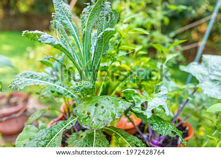 Closeup of lacinato kale and kohlrabi plants growing with caterpillar insect damage eaten leaves by bugs pests in tower garden potted container in summer