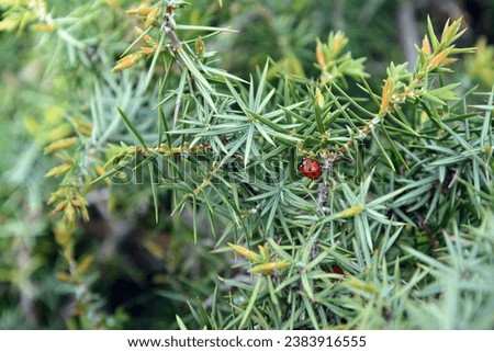 A closeup of a lady bug on the branches of Cade (Juniperus oxycedrus). Horizontal image with selective focus, blurred background and copy space
