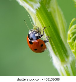 Close-up of a ladybird eating an aphid
