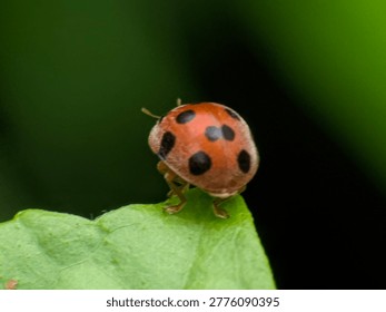 Close-up of ladybug back view, red shell with black spots on green foliage
