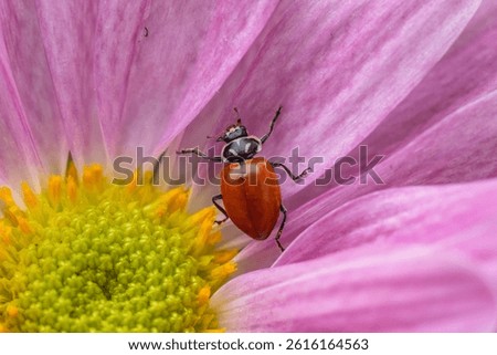 Close-up of Ladybug beetle without spots (Coccinellidae) on flower petal in spring garden