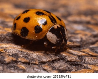 A close-up of a ladybug with black spots on a yellow shell crawling on a textured surface. - Powered by Shutterstock