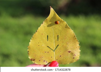 Close-up Of A Ladybug/ Ladybird Sitting On A Yellow Leave With A Drawn Smiley Face On It, Bright Green Bookeh In The Background/ Female Hand With Red Nail Polish Holding A Golden Leaf