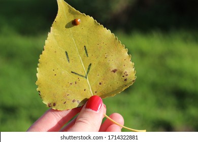 Close-up Of A Ladybug/ Ladybird Sitting On A Yellow Leave With A Drawn Smiley Face On It, Bright Green Bookeh In The Background/ Female Hand With Red Nail Polish Holding A Golden Leaf