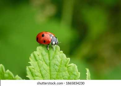 Close-up of a ladybug on a green leaf. Beautiful nature background. Soft focus - Image - Powered by Shutterstock