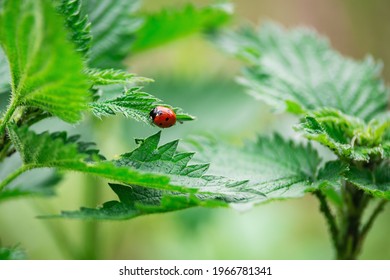 Closeup of Ladybug on green leaf. Beautiful ladybug in nature.