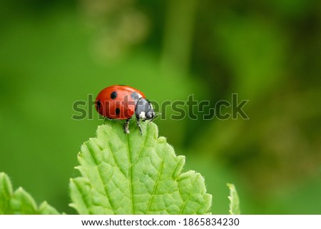 Close-up of a ladybug on a green leaf. Beautiful nature background. Soft focus - Image