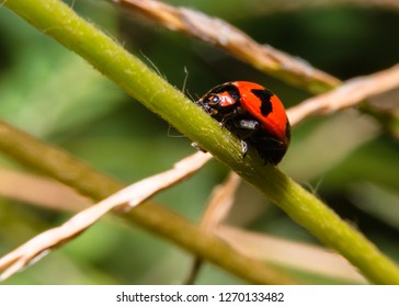 Closeup Ladybug on the stem