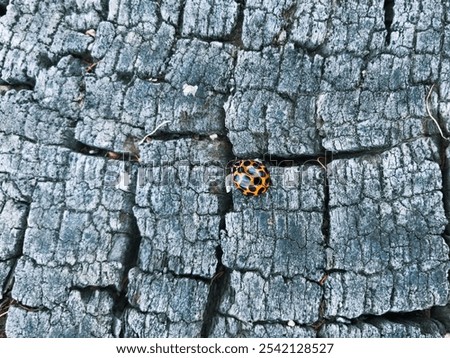 A closeup of a Ladybug on a tree bark in a daylight