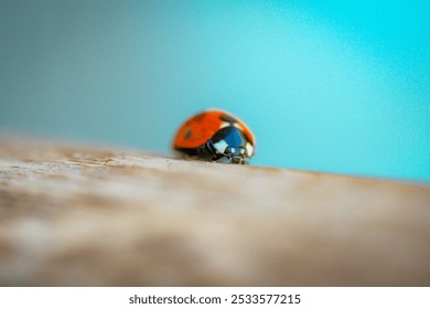 A close-up of a ladybug on a wooden surface with a blurred blue background. - Powered by Shutterstock