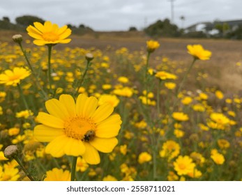 Close-up of a ladybug on a yellow flower amidst a field of similar blooms. The background is blurred, highlighting the ladybug and flower, creating a vibrant and serene scene. - Powered by Shutterstock