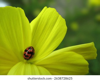 a close-up of a ladybug on a yellow flower appears to be a Coccinella transversalis - Powered by Shutterstock - Get 15% off with code: PIKWIZARD15