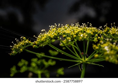 A close-up of a ladybug perched on a leaf illuminated by a bright sunlight in a dark setting