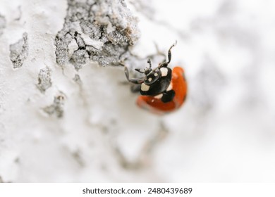 A close-up of a ladybug perched on a wooden surface - Powered by Shutterstock