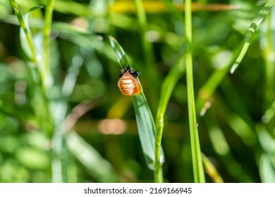 Close-up Of A Ladybug Pupa On Grass