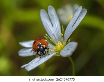 A close-up of a ladybug with seven black spots on its red elytra crawling on a white chickweed flower. The ladybug is located on one of the petals, next to the yellow stamens in the center