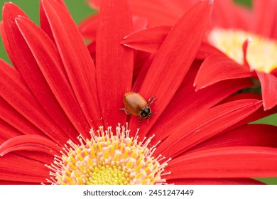 Close-up of ladybug without spots crawling on colorful red Gerber Daisy in spring.