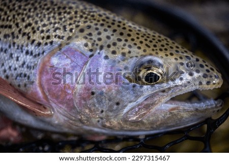 A closeup of Lahontan cutthroat trout caught in the net