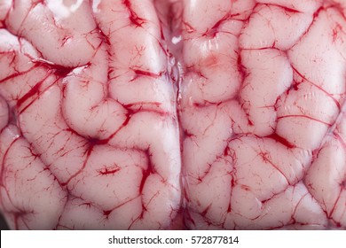 Closeup From A Lamb Brain Showing Its Texture With Blood