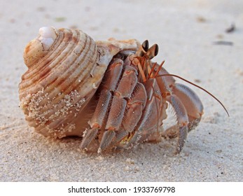 Close-up of land hermit crab inside shell on sandy Maldivian beach. Cute looking crab. Eyes and feet. - Powered by Shutterstock