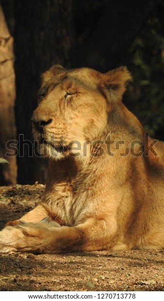 Closeup Landscape Photo Jungle King Lion Stock Photo Edit Now