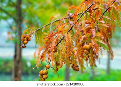 Close-up Larch Pine Cones In Larch Forest