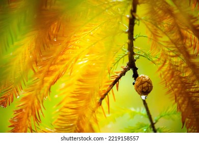 Close-up Larch Pine Cones In Larch Forest