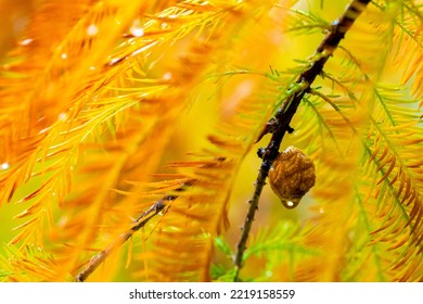 Close-up Larch Pine Cones In Larch Forest