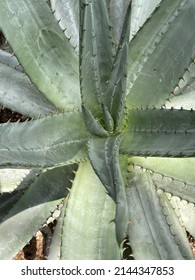 Closeup Of Large Aloe Plant