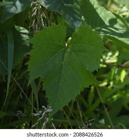 Closeup Of A Large American Sycamore Leaf