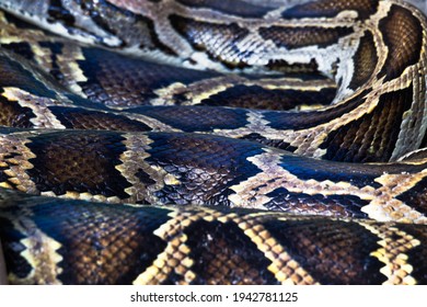 Giant Pythons High Res Stock Images Shutterstock